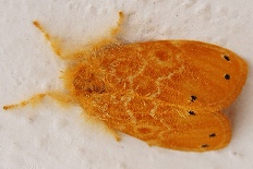 Hadena suffusa - __Artaxa guttata